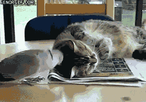 1310373671_animals_02