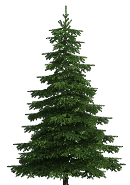 1454315518-realisticpinetreepngclipart-1103