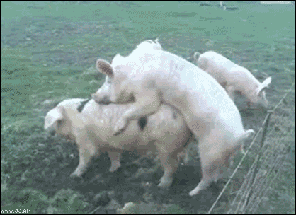Barbed_wire_pig_sex