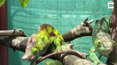 Фотогеничен