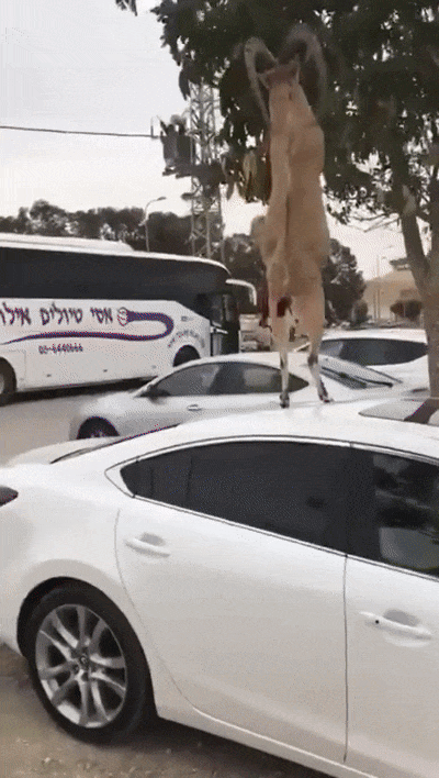 Вот ведь козёл