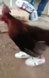 Петух в кедах