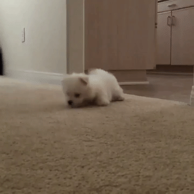 След Джульбарс!