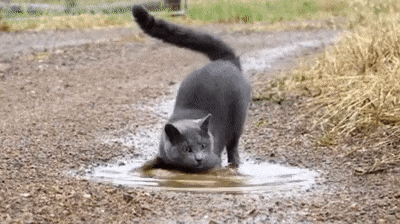 Странный кот