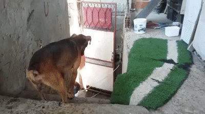 Самый верный друг