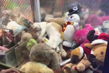 Поймай кота