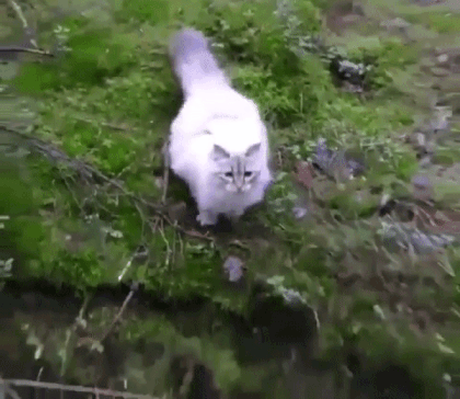 Кот прыгает