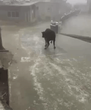 -корова-гололед-4286716