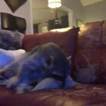 -гифки-собака-живность-4291733