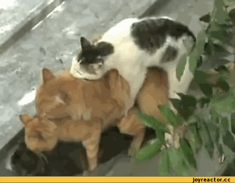 -два-кота-живность-окно-2840084