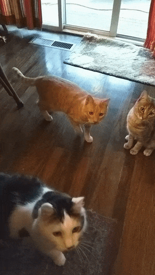 3280eab5b8296db9d76586ca07952714eed756d9a38ee04612542cab05564068_1