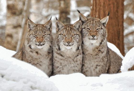 rb642113720100519232426