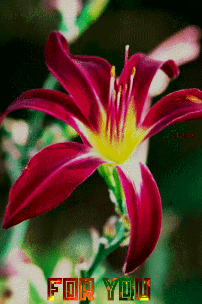 151812093234284539 (1)