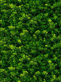 depositphotos_25647785-Seamless-texture-of-green-leaves