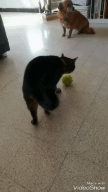 Потрахушки.