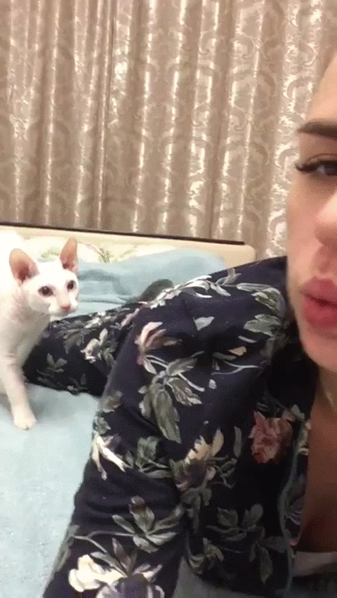 кот сюткина