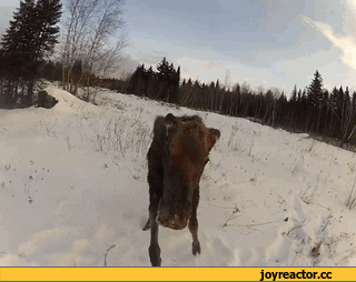 -лось-атакует-1088448