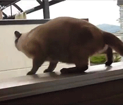 Кот прыгает