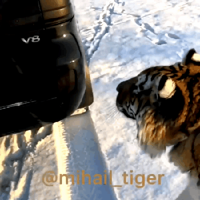 Прыжок тигра.