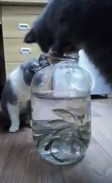 Кот ловит рыбу