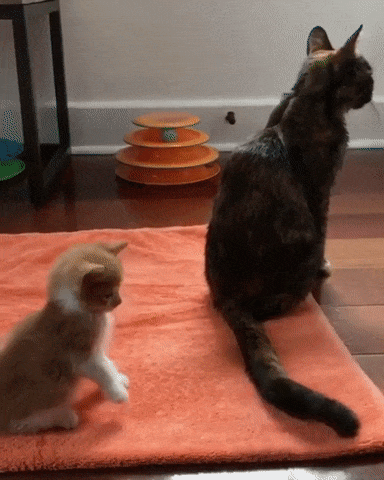 ИГРАТЬ С КОТЁНКОМ