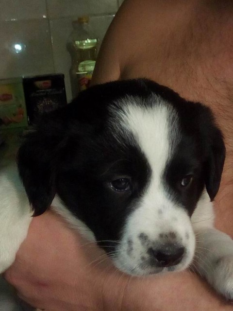 002 полтора мес