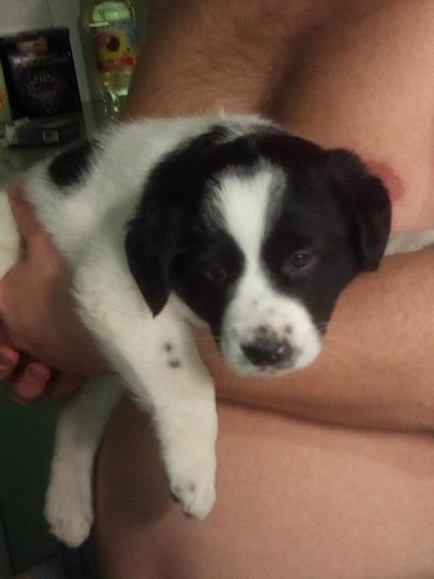 003 полтора мес 2