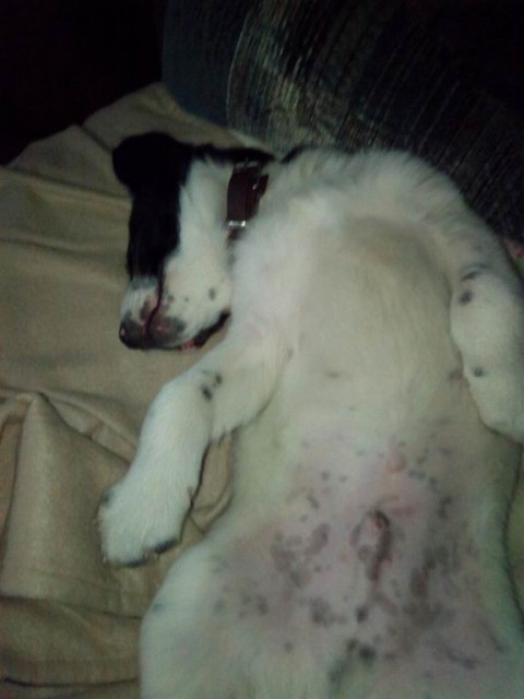 008 2 мес наелся сплю