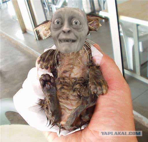 Котикоголум