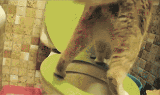 -котэ-унитаз-туалет-4368295