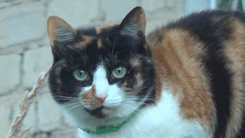 Котогифка 5