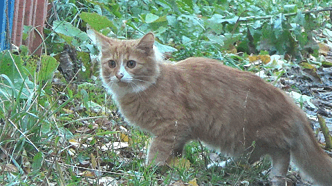 Котогифка 6