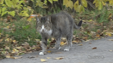 Котогифка 7