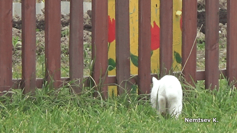 Котогифка 9