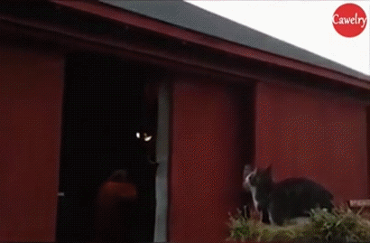 Прыжок кота