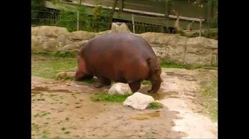 vgif-ru-Бегемот испражняется