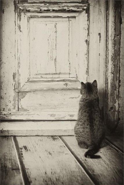 Кот под дверью