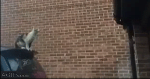 Кот прыгнул