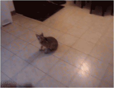 Кот в трубу