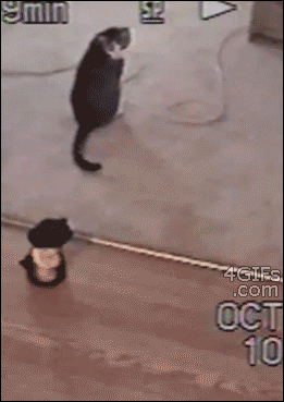 Кот танцует