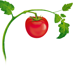 tomatoPlant