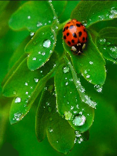 -коровка-(4)