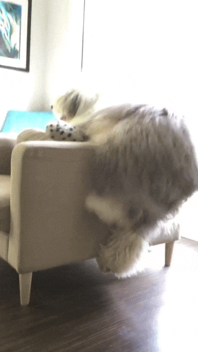 Задавил интеллектом