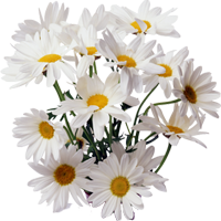 Букет ромашек на веранде дачи (Shop-Bush 01 ADD 1549771733)