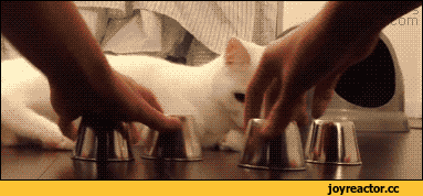 -кот-наперстки-хрен-обманешь-1963726