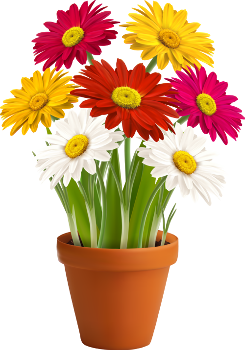 1428580035_camomile-flowers-09