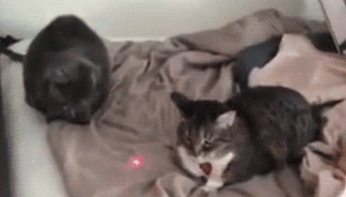 -лазерная-указка-гиф-4207559