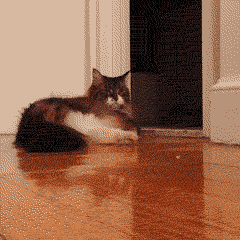 1319c4c76a6751c8c0bdd3a6bc8a82ca