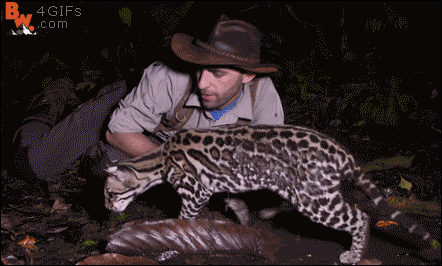 Любопытство