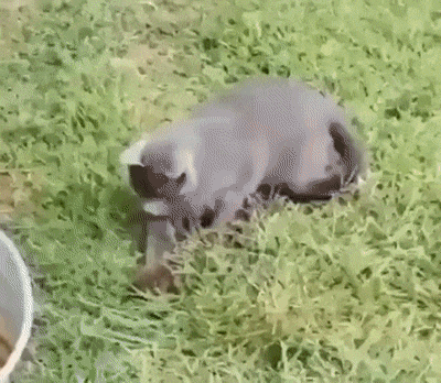 Бурундук не мышь